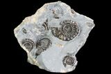 Ammonite (Promicroceras) Cluster - Somerset, England #86227-1